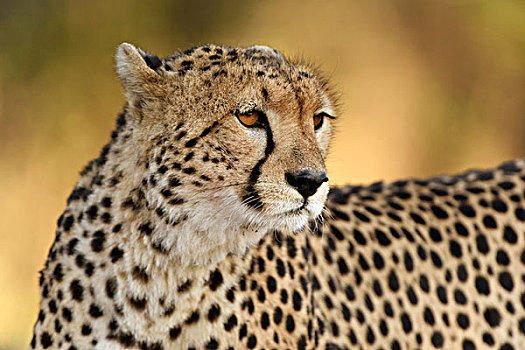 印度豹,猎豹,头像,早晨,亮光,马赛马拉国家保护区,肯尼亚,非洲
