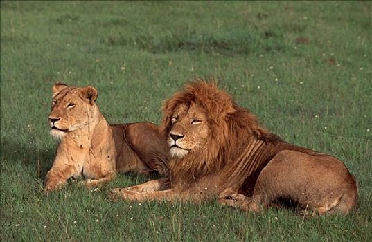非洲狮,一对,禁猎区,肯尼亚,狮子
