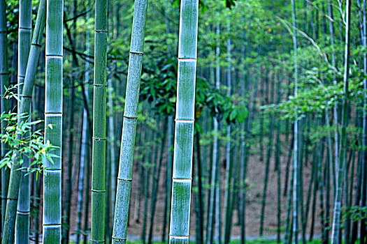 背景,图像,竹子
