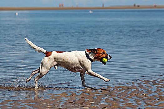 狗,跑,球,海滩