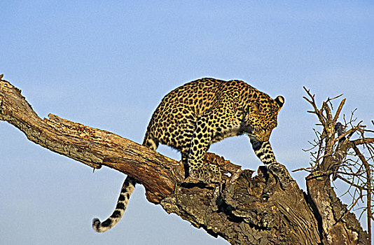 豹,枯木,肯尼亚