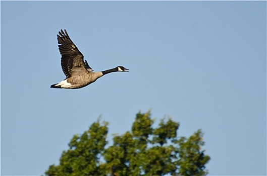 黑额黑雁,飞跃,湿地