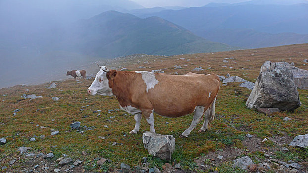 五台山上被放生的牛