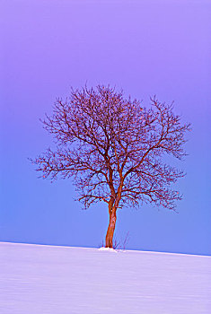 冬天,糖枫,树,糖槭,日落,靠近,安大略省,加拿大