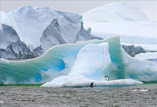 阿德利企鹅,站立,冰山,食蝦海豹,食蟹海豹,接近,西部,南极