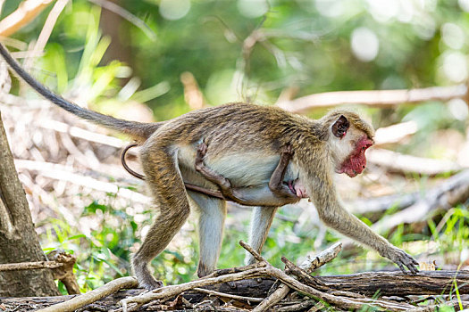 猕猴妈妈带着幼仔在树木下觅食