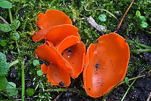 桔皮,蘑菇,迪温特,上艾瑟尔省,荷兰