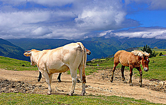 法国,马,母牛