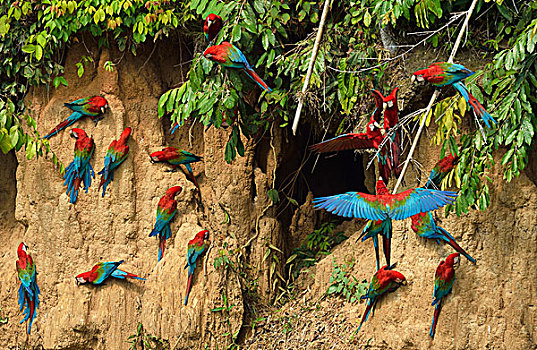 金刚鹦鹉,生物群,粘土,玛努国家公园,秘鲁,南美