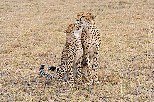 印度豹,猎豹,女性,幼兽,马赛马拉国家保护区,肯尼亚,非洲