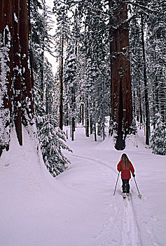 美国,加利福尼亚,越野滑雪,冬天,美洲杉,国王峡谷,国家公园