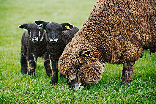 褐色,绵羊,两个,黑色,羊羔,地点