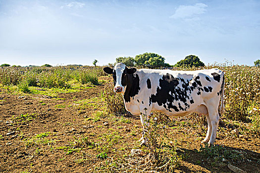 米诺卡岛,黑白花奶牛,放牧,靠近,巴利阿里群岛,牛