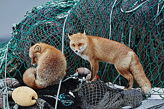 两个,红狐,狐属,堆积,渔网,冬天