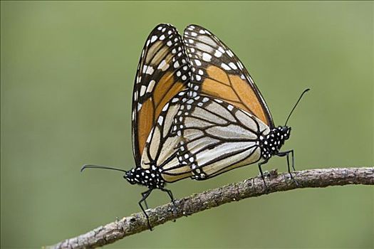 帝王蝴蝶,蝴蝶,交配,米却阿肯州,墨西哥