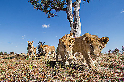 非洲,博茨瓦纳,乔贝国家公园,广角,幼狮,狮子,接近,遥远,摄影,刺槐,萨维提,湿地
