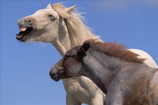 马,一岁,小马,互动,玩耍,蒙大拿