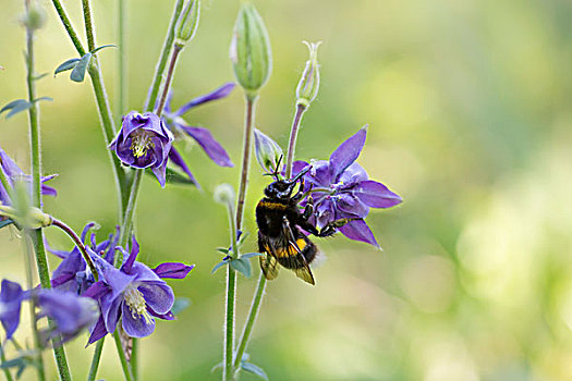 特写,蜜蜂,紫色,花