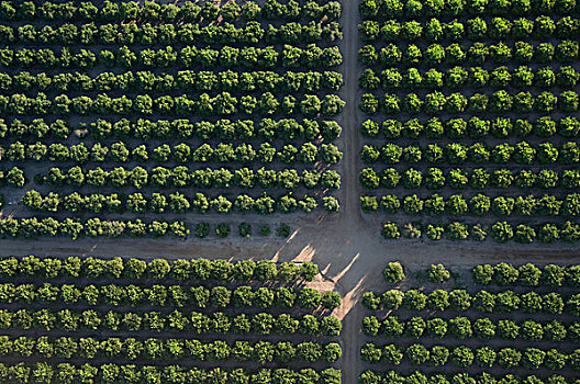 橘林,土路,俯拍,加利福尼亚,美国