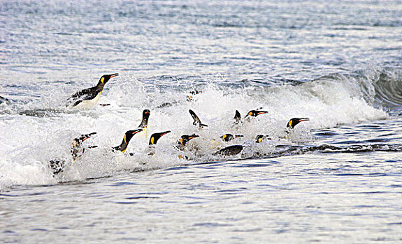 帝企鹅,跳跃,冲浪,波浪,岸边,南乔治亚