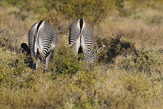 细纹斑马,萨布鲁国家公园,肯尼亚,东非,非洲