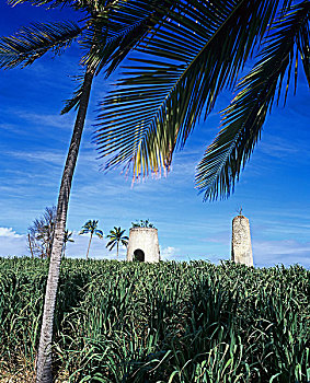 棕榈树,遗址,风车,瓜德罗普,法国,西印度群岛