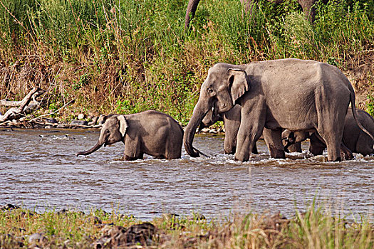 印度,亚洲象,河,国家公园