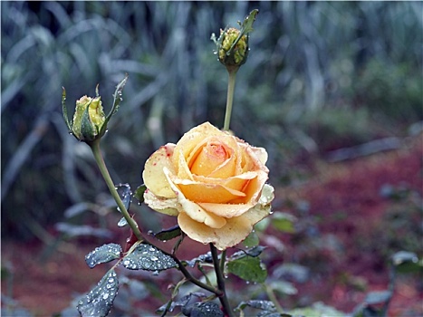 一个,黄玫瑰,湿,花园