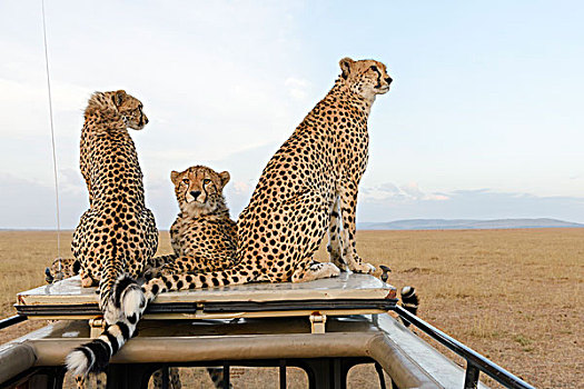 印度豹,猎豹,两个,幼兽,坐,汽车,上面,马赛马拉国家保护区,肯尼亚,非洲