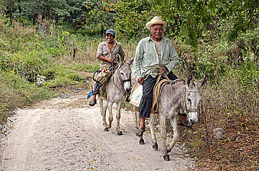 农民,骑,驴,靠近,维拉克鲁斯,墨西哥,北美