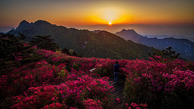 航拍麻城龟峰山杜鹃花海