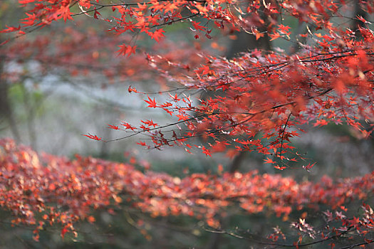 秋天的红枫树
