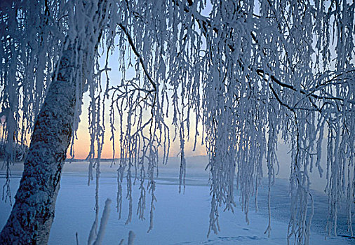 桦树,冬天