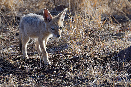 黑背狐狼,幼兽,走,干燥,地面,克鲁格国家公园,南非,非洲