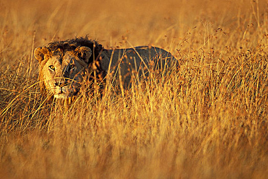 非洲,肯尼亚,马塞马拉野生动物保护区,成年,雄性,狮子,高草,热带草原