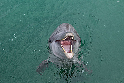 笑,海豚