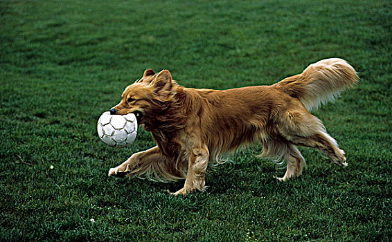金毛猎犬,足球,嘴