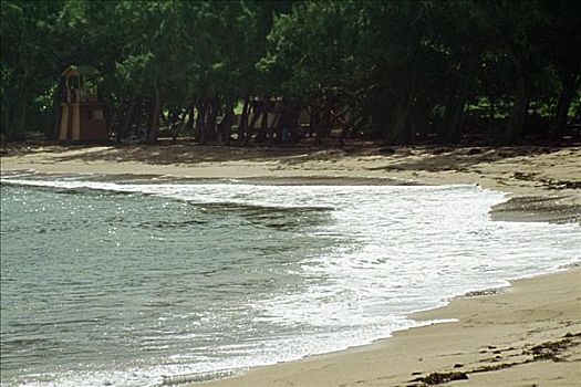 海岸线,平静,海滩,密集,植被,温和,海浪,巴巴多斯