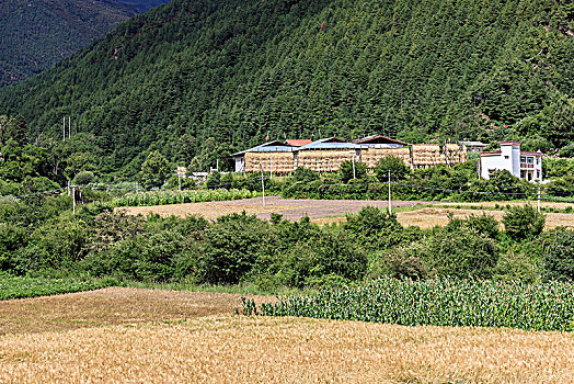 田野