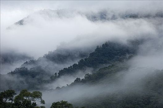 雾林,厄瓜多尔