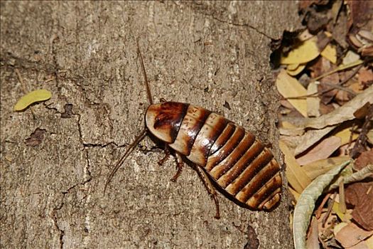 叫声,蟑螂,林中地面,马达加斯加