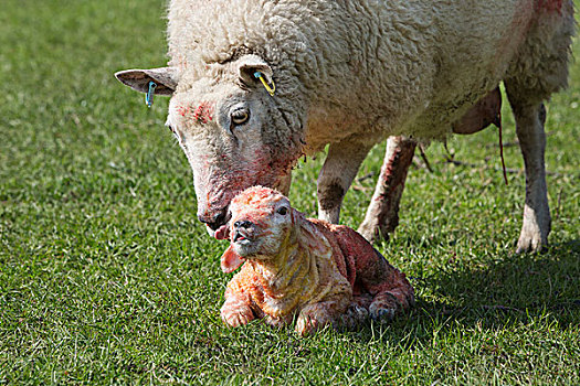 母羊,舔,清洁,诞生,羊羔,卧,草
