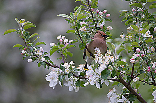 雪松,花,苹果树,春天,苏必利尔湖,安大略省