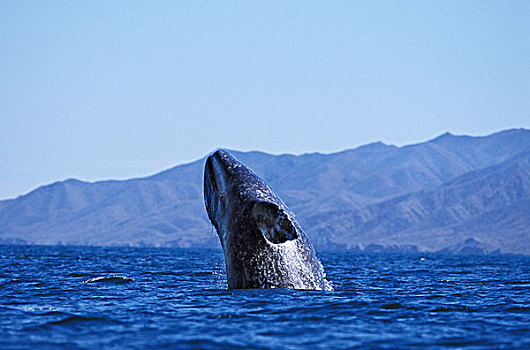 灰色,鲸,成年,加利福尼亚,墨西哥