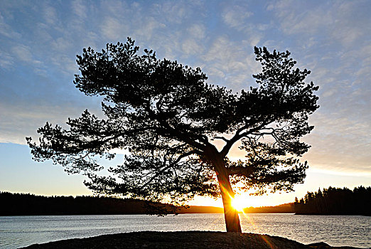 剪影,树,日落,瑞典