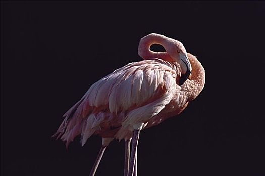 火烈鸟,圣地牙哥动物园,加利福尼亚,美国