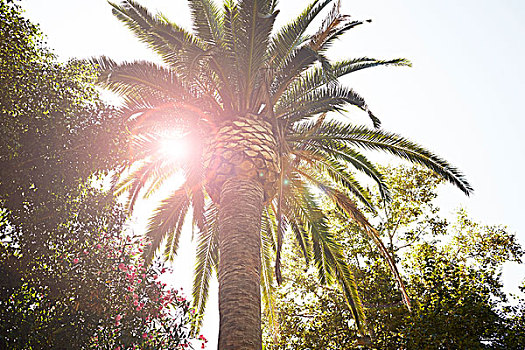 棕榈树,阳光