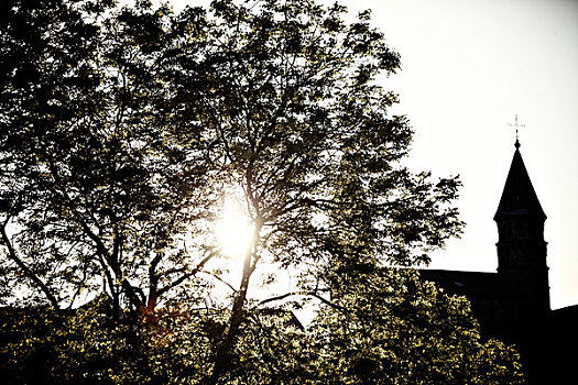 树,太阳