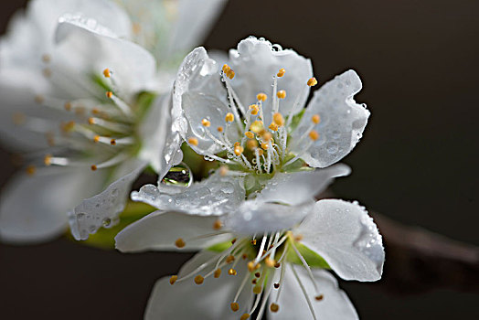 李子花