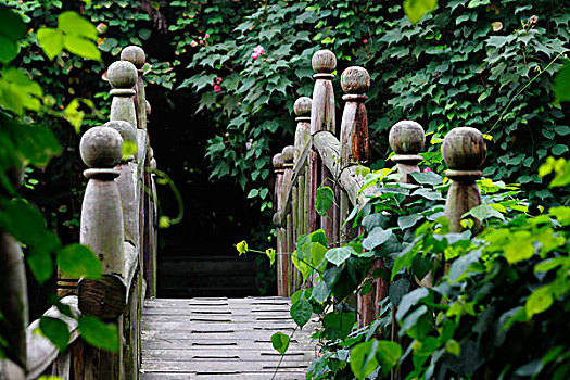 木桥花园藤蔓绿叶